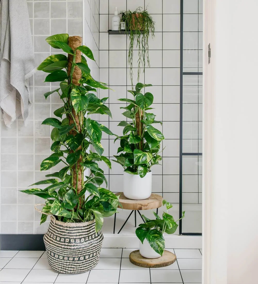 23 Big Houseplants To Make A Bold Statement In Your Living Room - 173