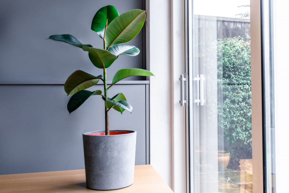 23 Big Houseplants To Make A Bold Statement In Your Living Room - 149
