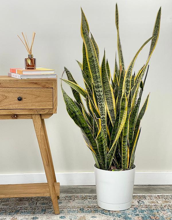 23 Big Houseplants To Make A Bold Statement In Your Living Room - 167