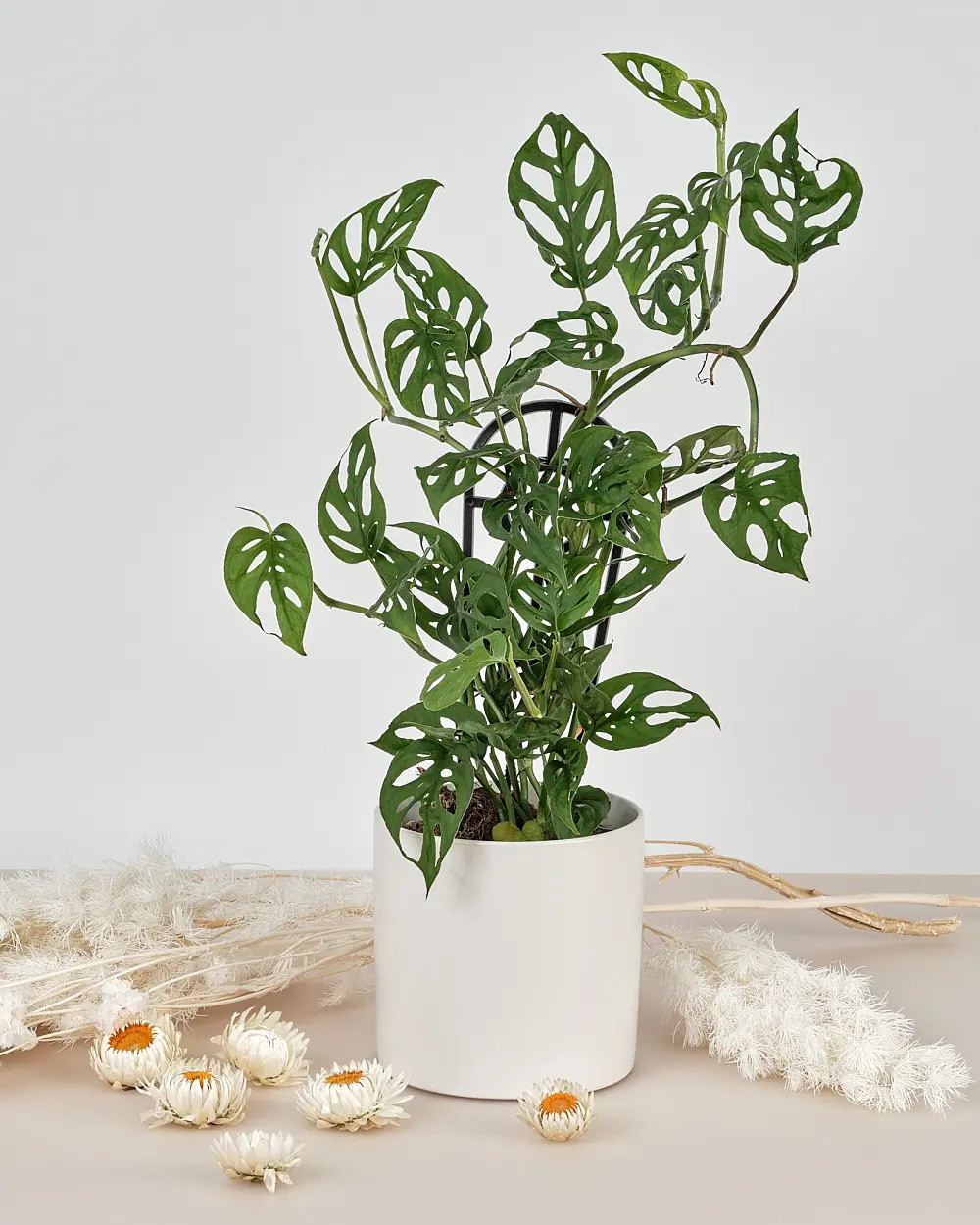 23 Big Houseplants To Make A Bold Statement In Your Living Room - 155