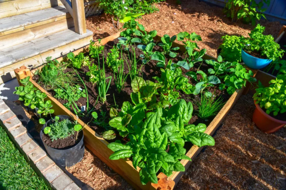  Small urban garden with high-yield crops