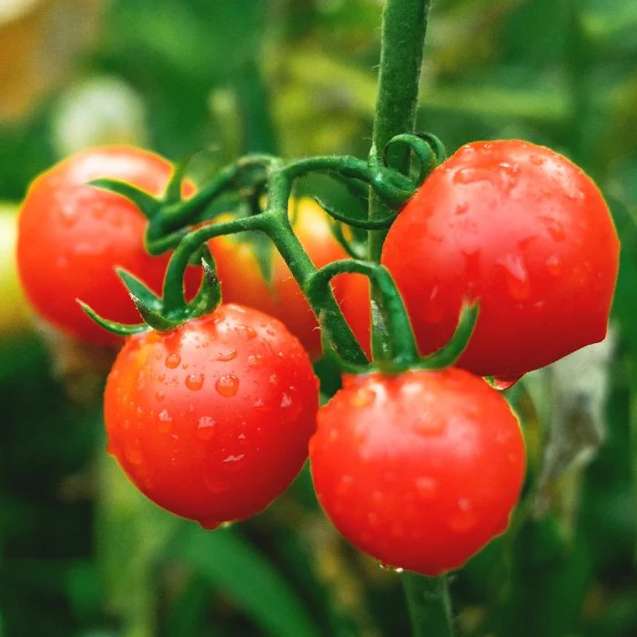 Die 16 besten Kirschtomatensorten zum Naschen und Frischverzehren – 126 Die 16 besten Kirschtomatensorten zum Knabbern und Frischverzehr – 125