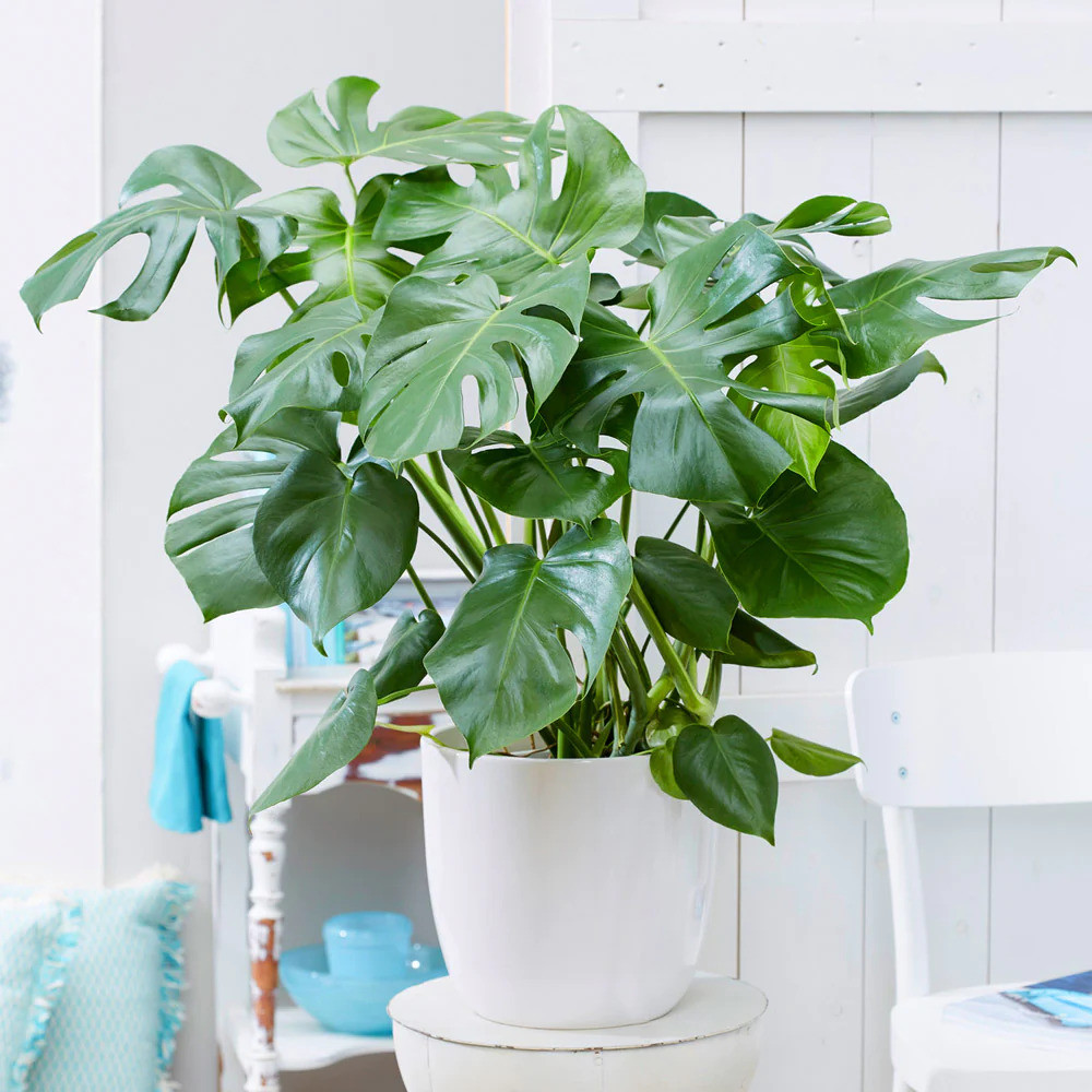 23 Big Houseplants To Make A Bold Statement In Your Living Room - 145