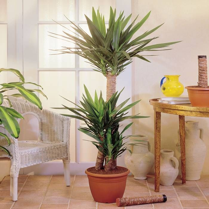 23 Big Houseplants To Make A Bold Statement In Your Living Room - 161