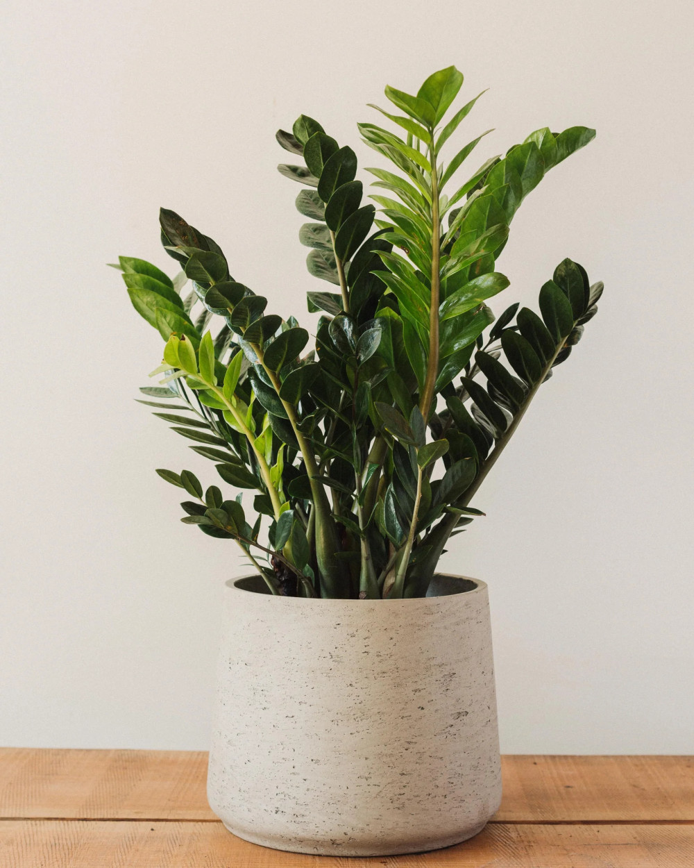 23 Big Houseplants To Make A Bold Statement In Your Living Room - 183