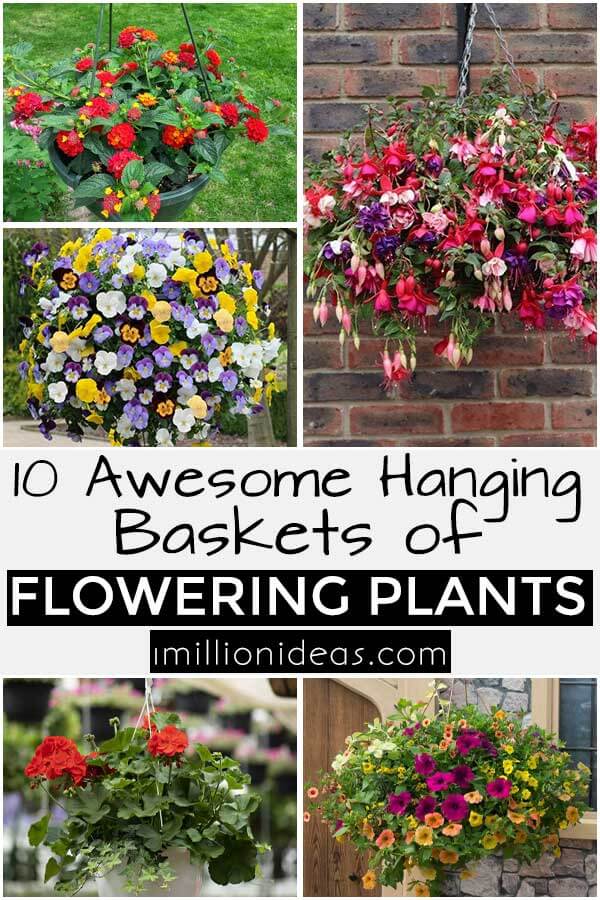 10 Awesome Hanging Baskets of Flowering Plants
