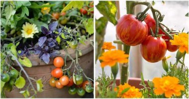 10-Best-Plants-To-Grow-With-Tomatoes-ft
