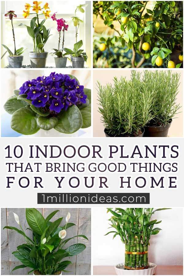 10 Indoor Plants That Bring Good Things For Your Home