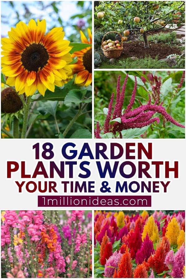 18 Garden Plants Worth Your Time And Money