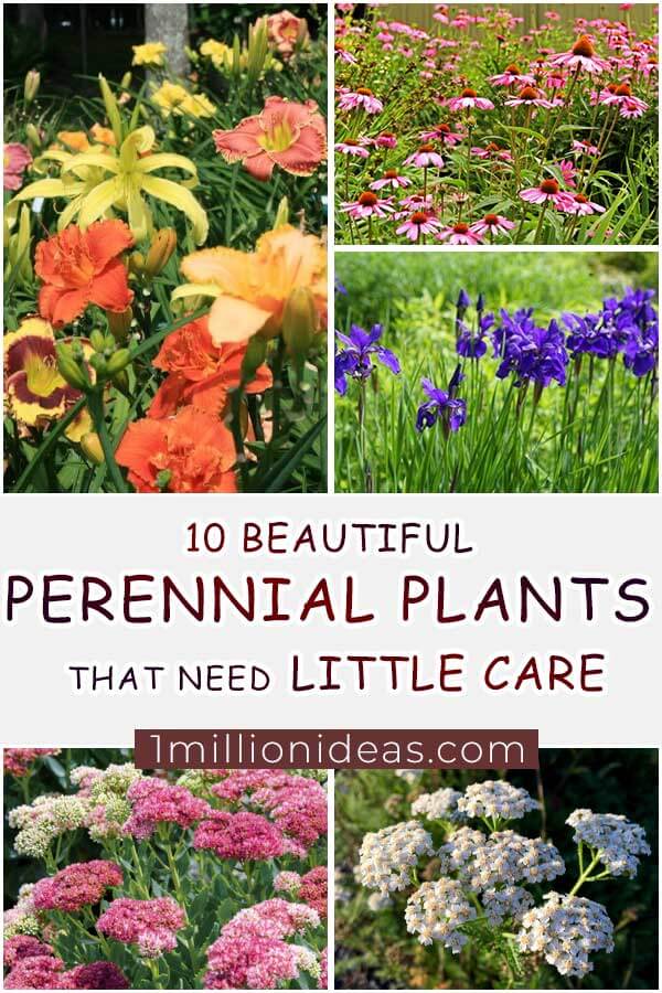 10-Beautiful-Perennial-Plants-That-Need-Little-Care
