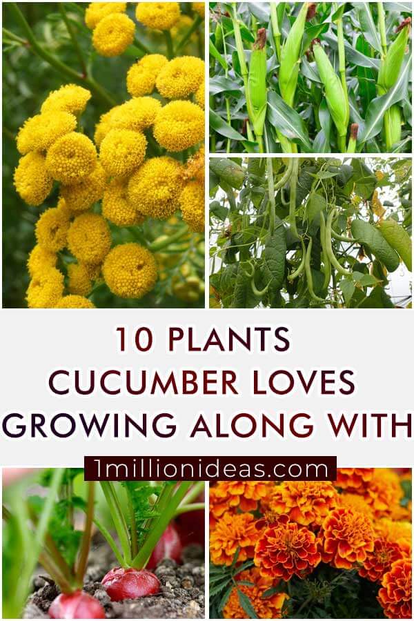 10-Plants-That-Cucumber-Loves-Growing-Along-With