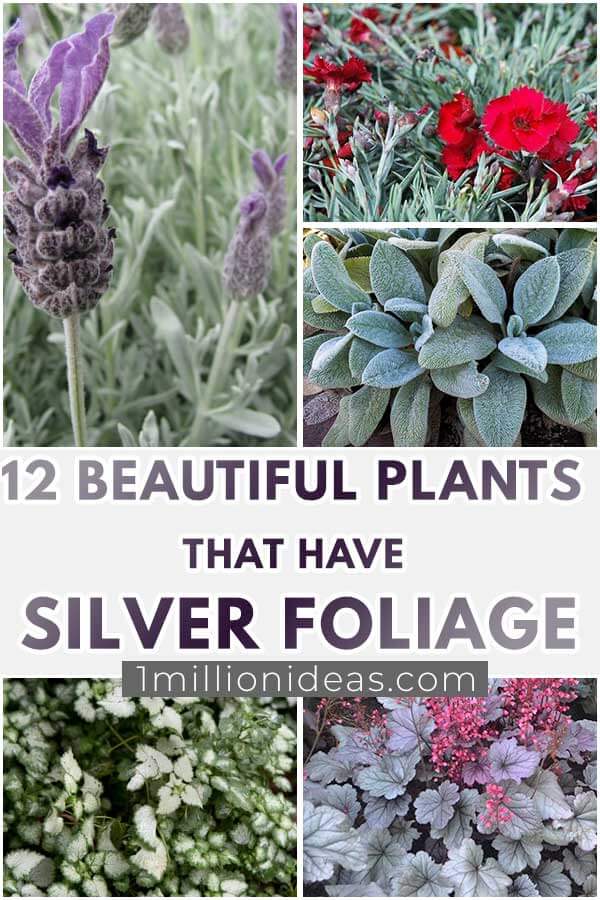 12-Beautiful-Plants-That-Have-Silver-Foliage