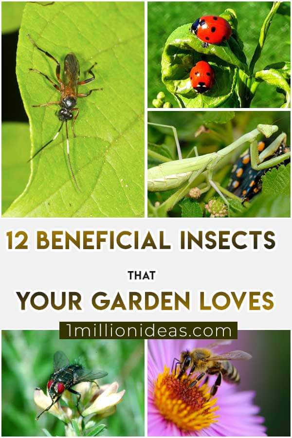 12-Beneficial-Insects-That-Your-Garden-Loves