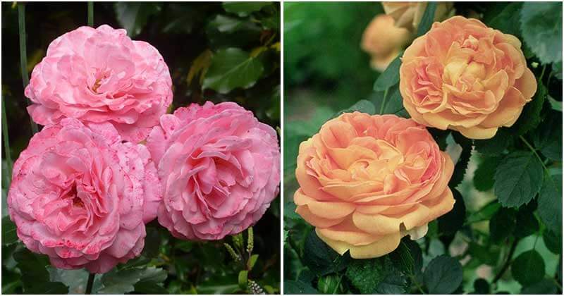 16 Most Beautiful and Fragrant Roses For Garden