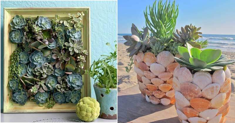18 Brilliant DIY Succulent Indoor Gardens