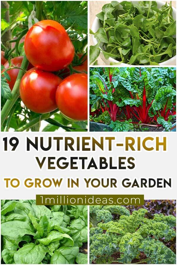 19-Nutrient-Rich-Vegetables-To-Grow-In-Your-Garden
