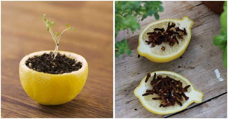 8-Amazing-Uses-Of-Citrus-Peels-For-Your-Garden-ft