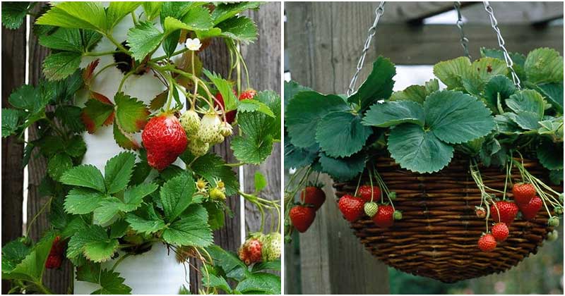 9 Easy Ways To Grow Strawberries