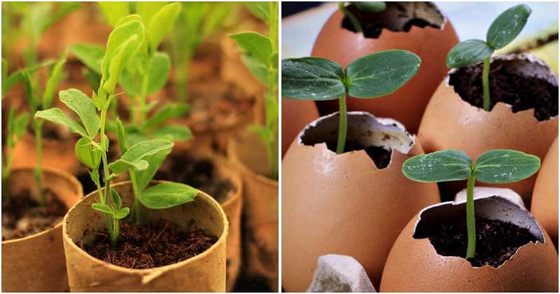 0 Easy And Simple Homemade Seed Starter Pots