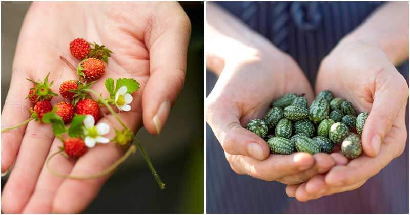 10-Miniature-Vegetables-and-Fruits-For-Your-Garden-ft