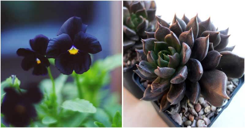 12-Best-Black-Indoor-Plants7-ft