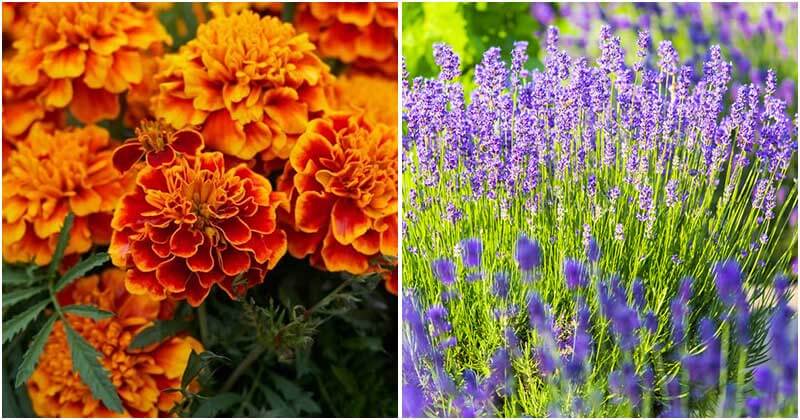 12-Best-Flowers-To-Grow-In-Vegetable-Garden-ft1