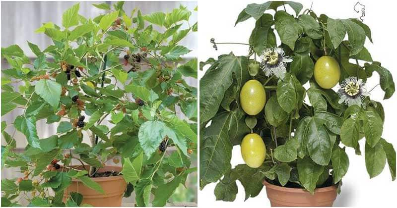12 Indoor Fruit Trees Give A High Yield