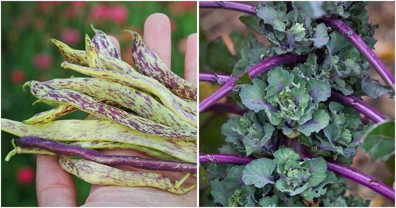 12-Unique-Vegetables-You-Should-Grow-This-Year-ft1
