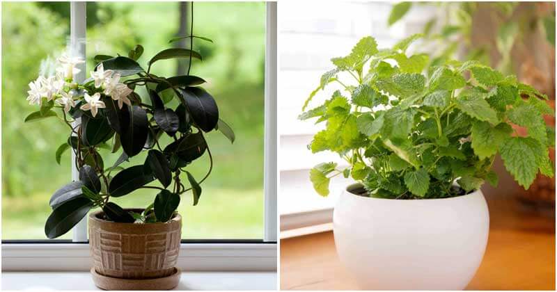 15-Best-Scented-Houseplants-That-You-Will-Love-ft