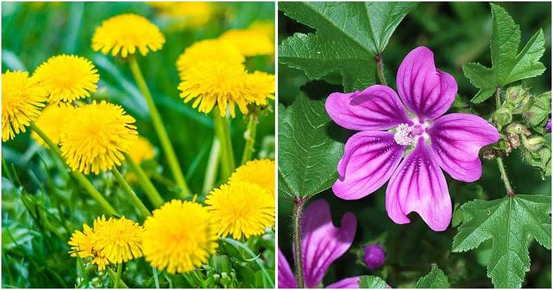 18 Beneficial Weeds In Garden