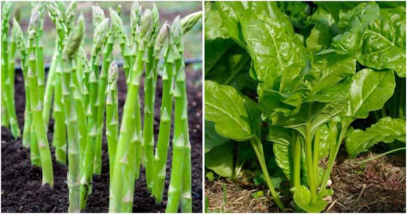 20 Veggies Can Regrow To Give You Free Food
