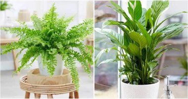 5-Sadness-Fighting-Indoor-Plants-ft