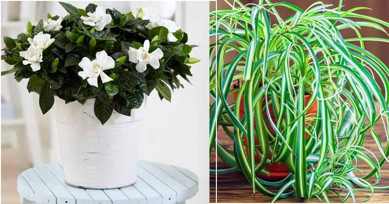 Best Bedroom Plants To Help In Purifying The Air And Improve Your Sleep