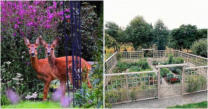 10-Easy-Ways-To-Keep-Deer-Out-Of-Your-Garden-ft