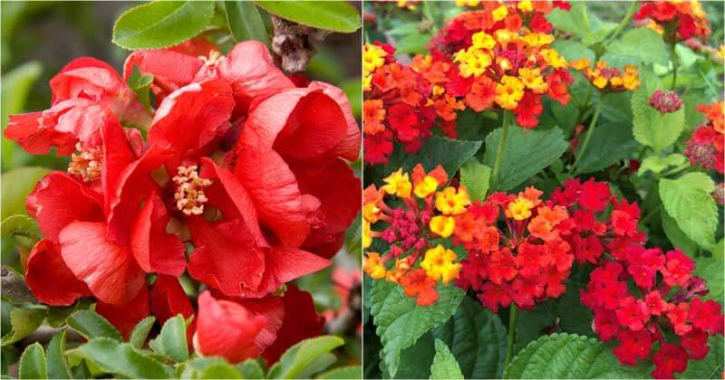 10-Gorgeous-Red-Flowering-Shrubs-For-Gardens-ft