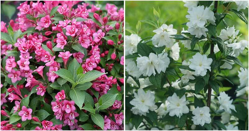 13 Best New Shrubs To Grow In Your Yard For 2020