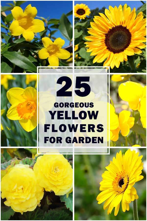 25-Gorgeous-Yellow-Flowers-To-Liven-Up-Your-Garden-ft2
