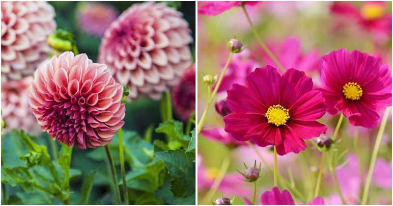 30-Gorgeous-Fall-Flowers-For-Your-Garden-ft2
