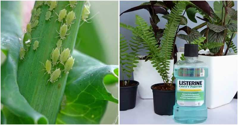 7 Amazing Uses Of Listerine In Garden That You Should Know