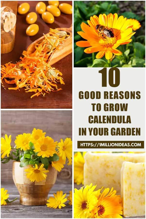 10 Good Reasons To Grow Calendula In Your Garden