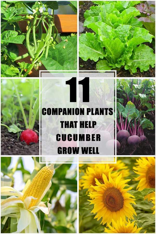 11 Good Companion Plants That Help Your Cucumber Grow Well
