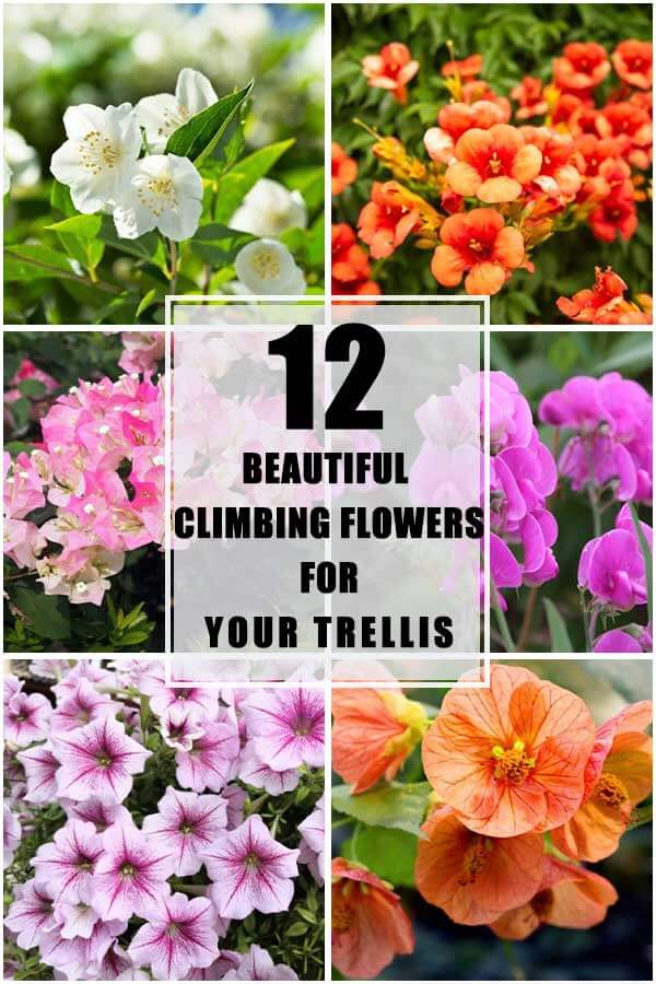 12 Beautiful Climbing Flowers For Your Trellis