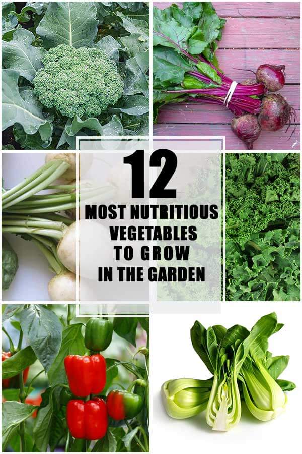 12 Most Nutritious Vegetables That You Should Grow In The Garden