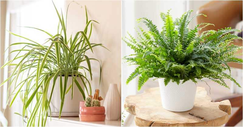 18 Houseplants Grow Quickly To Give Green Touching For A Short Times