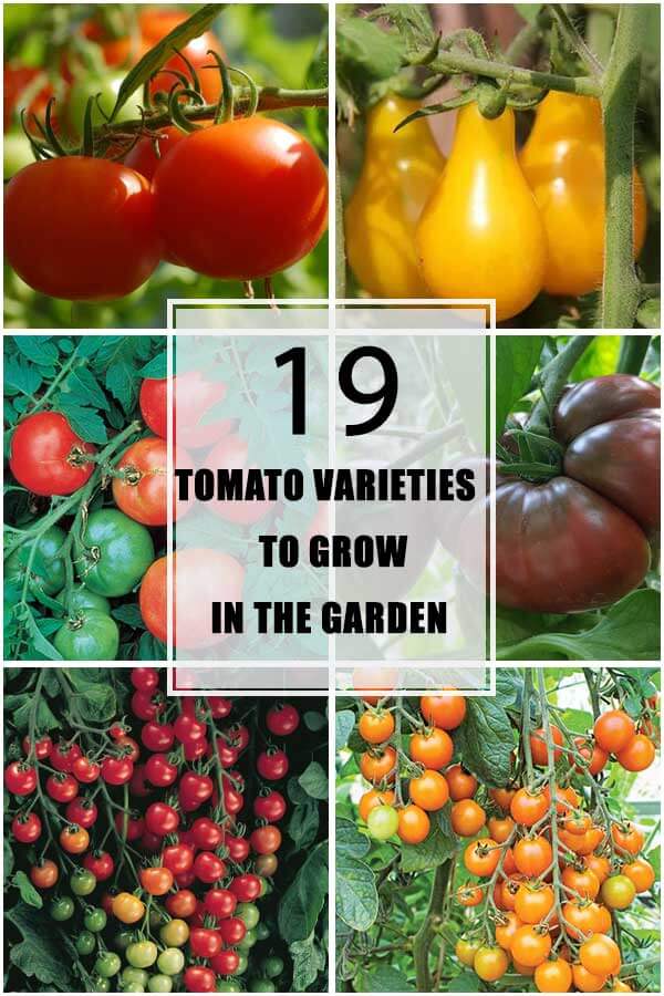 19 Tomato Varieties To Grow In The Garden