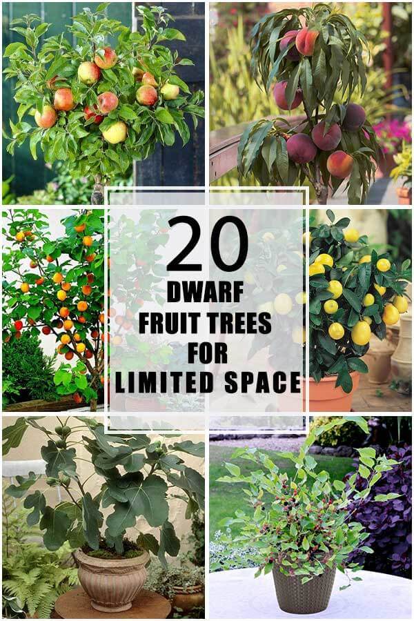 20 Dwarf Fruit Trees For Limited Space