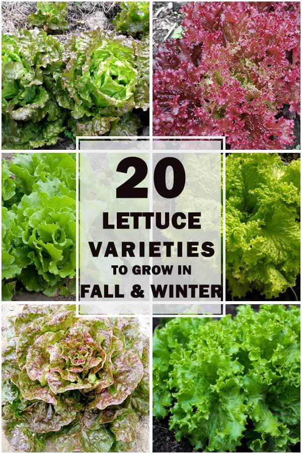 20-Lettuce-Varieties-To-Grow-In-Fall-And-Winter-Ft2
