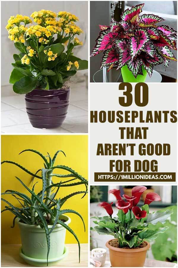 30 Houseplants That Aren't Good For Your Dog
