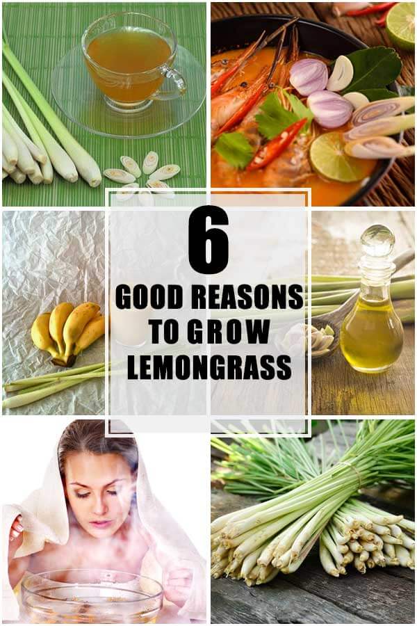 6 Good Reasons To Grow Lemongrass In The Garden