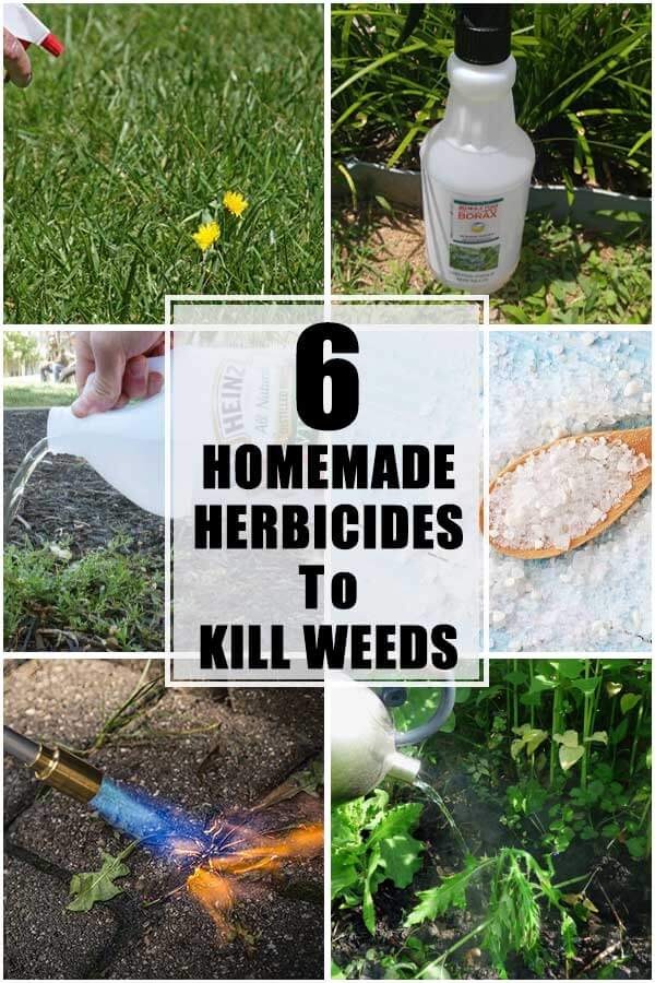 6 Homemade Herbicides To Kill Weeds